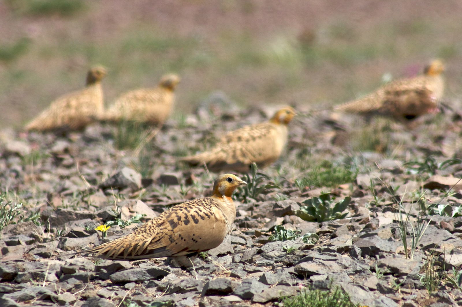 image Pallas's Sandgrouse